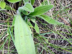 Plantago urvillei