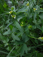 Ranunculus uncinatus