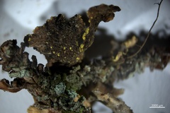 Pseudocyphellaria hawaiiensis