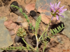 Astragalus bourgaeanus