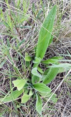 Plantago urvillei