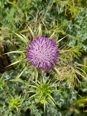 Silybum marianum
