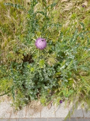 Silybum marianum