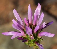 Astragalus bourgaeanus