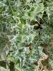 Silybum marianum