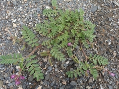 Astragalus longidentatus