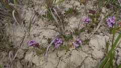 Thymus praecox polytrichus
