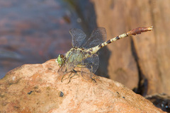 Arigomphus submedianus