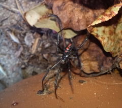 Latrodectus