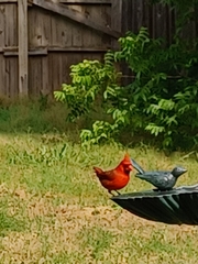 Cardinalis cardinalis