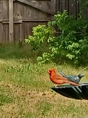 Cardinalis cardinalis