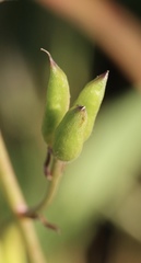 Delphinium decorum decorum