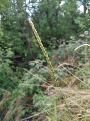Elymus macrourus