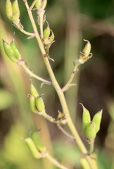 Delphinium decorum decorum