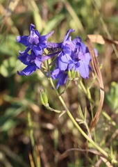 Delphinium decorum decorum