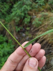 Elymus macrourus