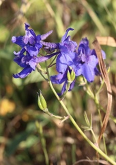 Delphinium decorum decorum