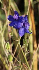Delphinium decorum decorum
