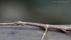 Phraortes stomphax