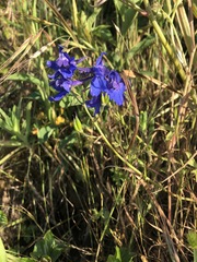 Delphinium decorum decorum