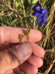 Delphinium decorum decorum