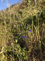 Delphinium decorum decorum