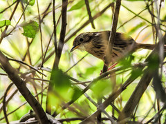 Pellorneum ruficeps