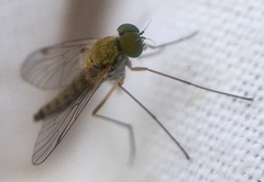 Chrysopilus asiliformis