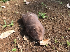 Heterogeomys hispidus