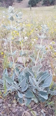 Phlomis aucheri