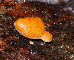 Trichoderma paraviridescens