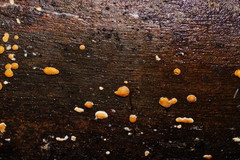 Trichoderma paraviridescens