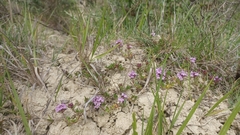 Thymus praecox polytrichus