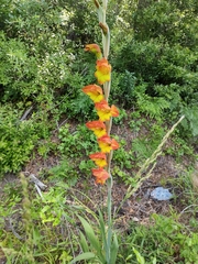 Gladiolus dalenii