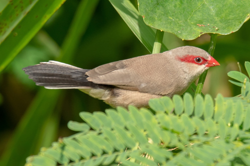 Black-rumped Waxbill