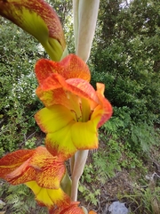 Gladiolus dalenii