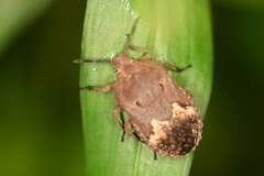 Megymenum brevicorne