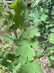 Macleaya