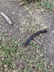 Pachyiulus flavipes