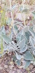 Phlomis aucheri