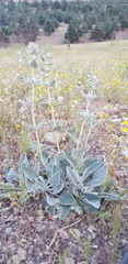 Phlomis aucheri