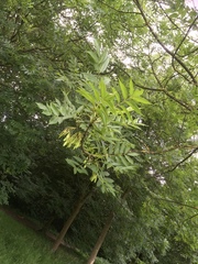 Fraxinus excelsior