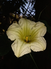 Cucurbita okeechobeensis martinezii