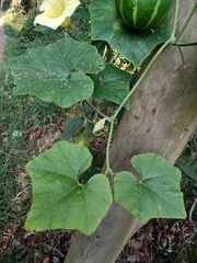 Cucurbita okeechobeensis martinezii