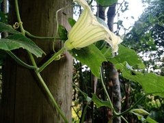 Cucurbita okeechobeensis martinezii