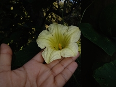 Cucurbita okeechobeensis martinezii