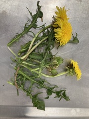 Taraxacum officinale