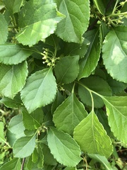 Hydrangea petiolaris