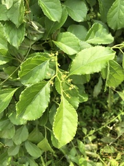 Hydrangea petiolaris