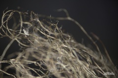 Bryoria pseudofuscescens